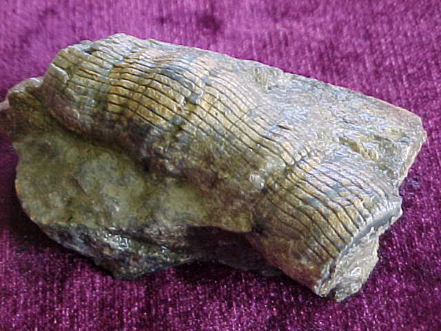 Image result for brooks range fossil